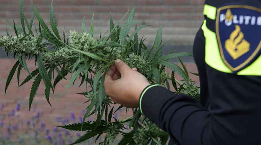 Hennepkwekerij in appartementencomplex.